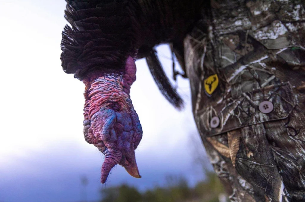 Late Season Turkey Hunting Tips