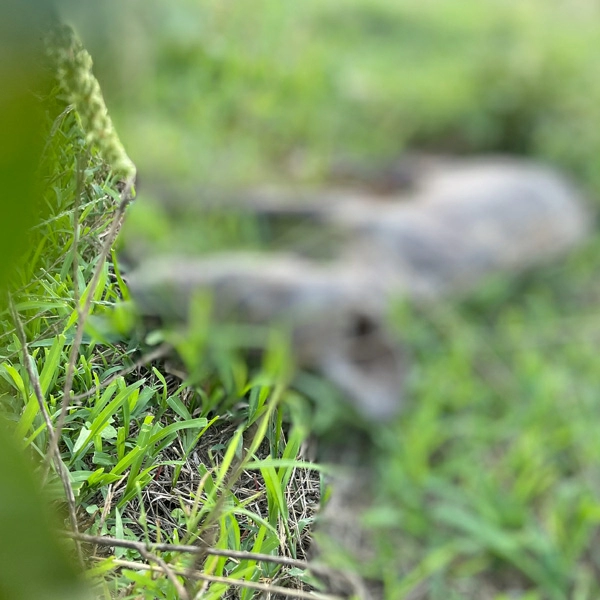 Late Summer Coyote Tactics