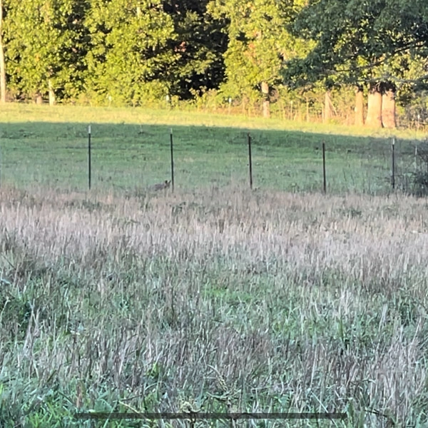 Late Summer Coyote Tactics