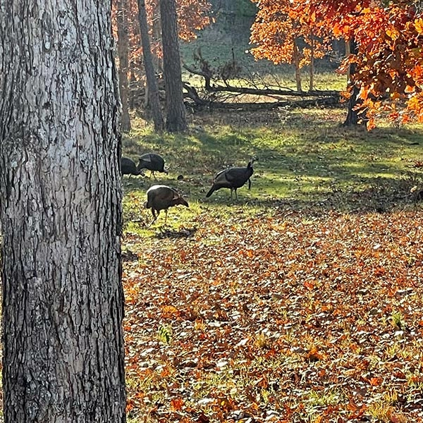 3 Things To Know Before Fall Turkey Hunting